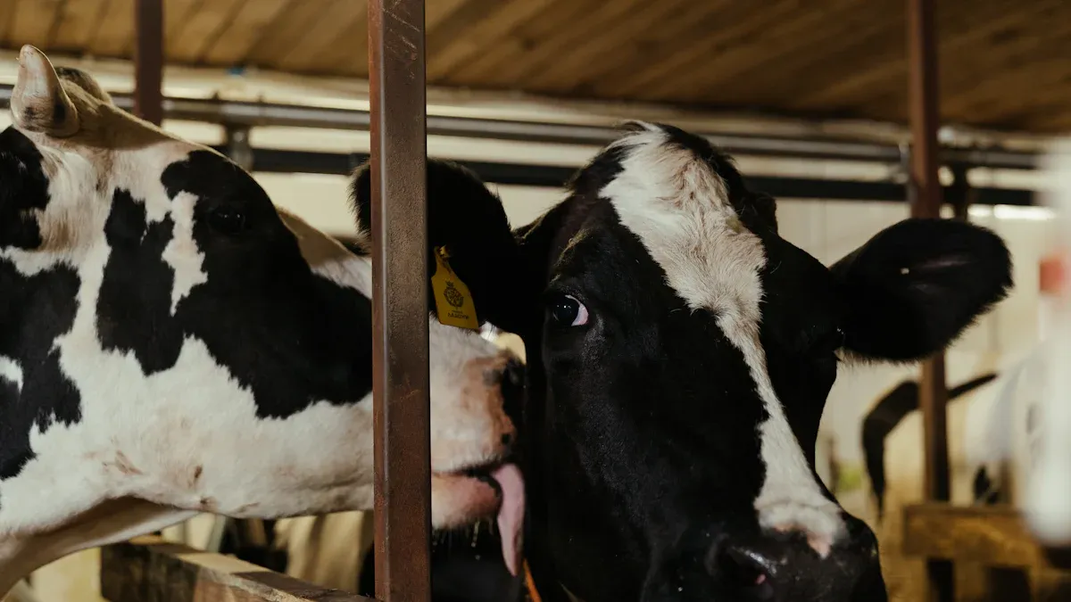 牛乳生産の 3 つの段階は何ですか?
